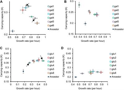 Convergent genetic adaptation of Escherichia coli in minimal media leads to pleiotropic divergence